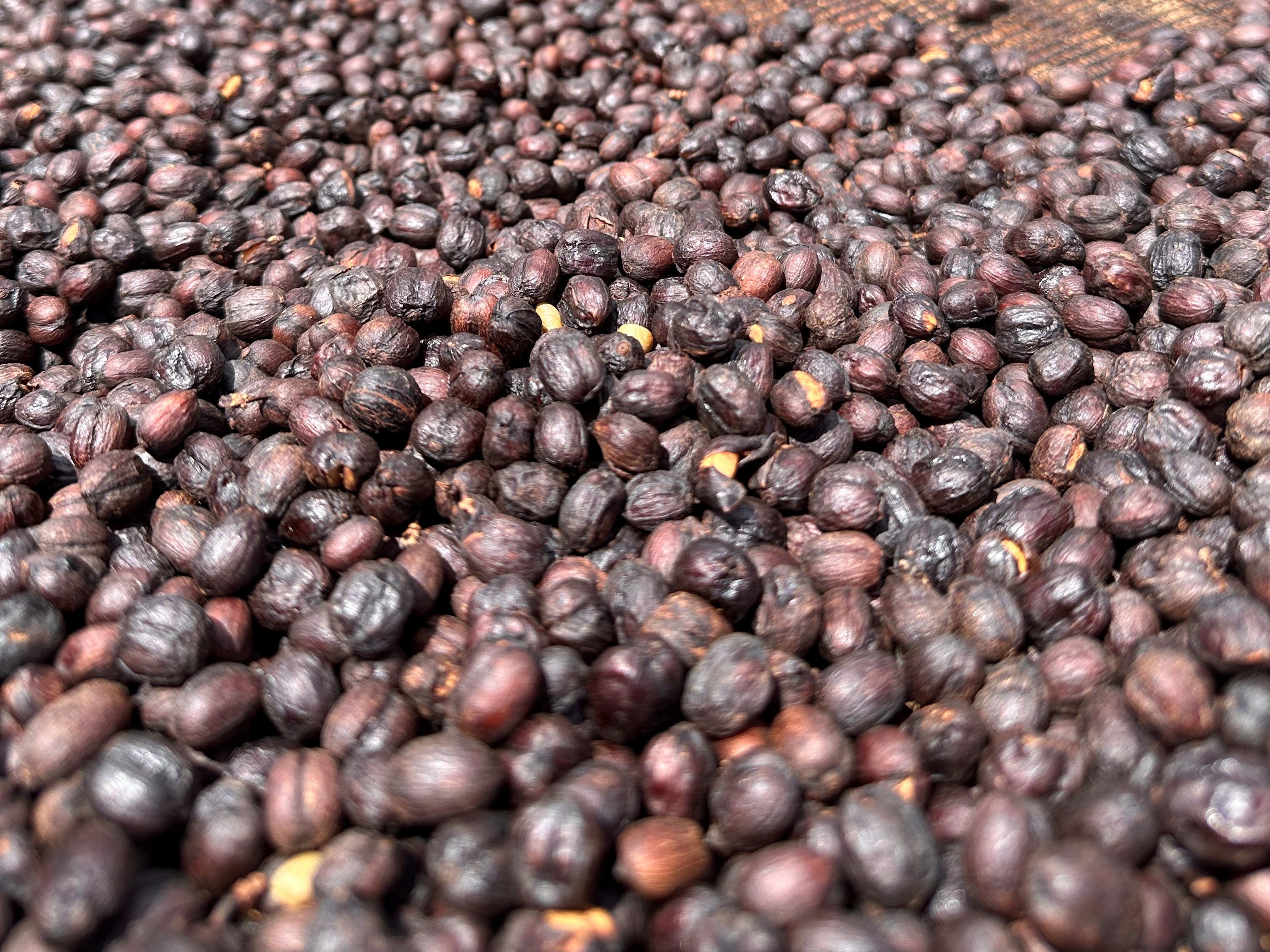 エチオピア　イルガチェフェコーヒー 生豆 5kg エチオピア コーヒー生豆 | 自然栽培 - オーガニックコーヒー